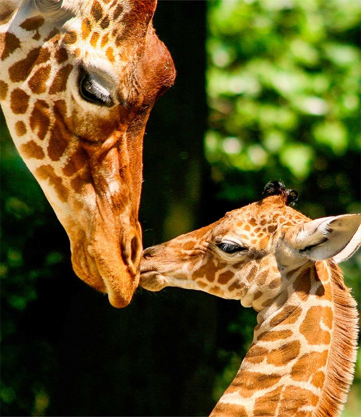 Ontdek ARTIS: dierentuin in hartje Amsterdam