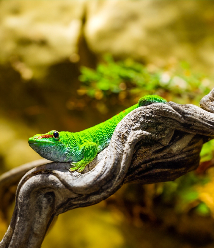Dierenpark De Oliemeulen: bezoek het vreemdste dierenpark van Nederland