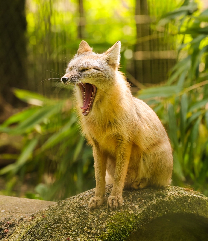 Dierenpark Zie-Zoo: bezoek de eerste zorgdierentuin van Nederland