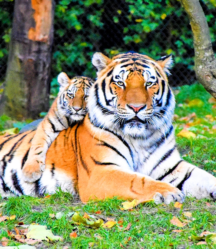 Dierentuindeals met tot wel 70% korting in de omgeving van Twente