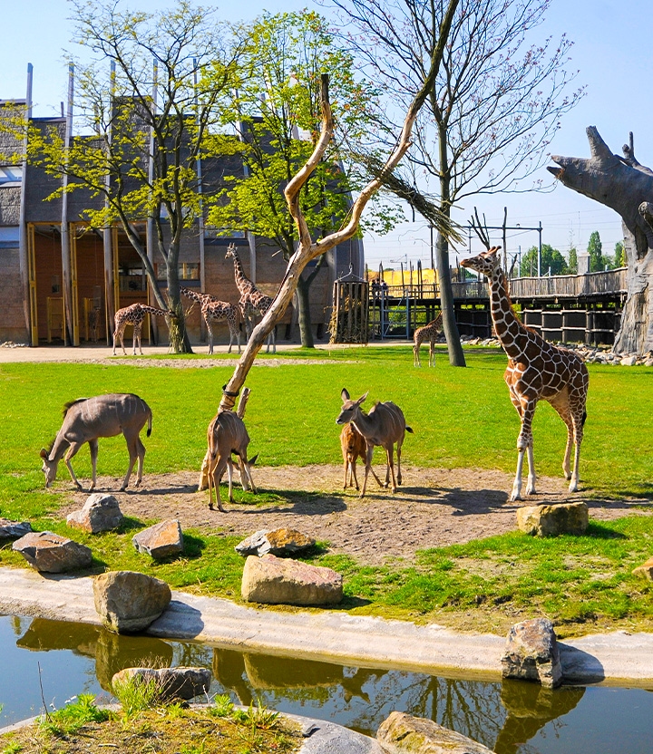 Diergaarde Blijdorp: ontdek de best bezochte dierentuin van Nederland