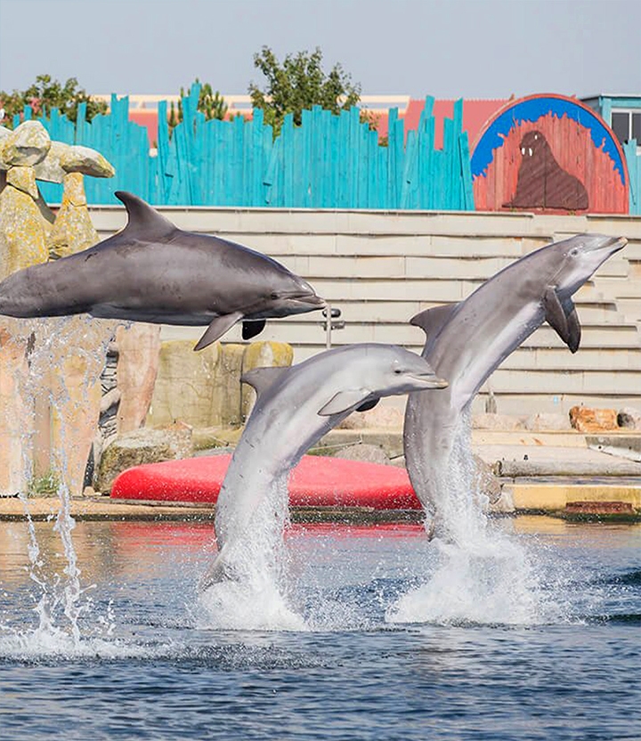 Dolfinarium Harderwijk: bezoeken met korting via Social Deal