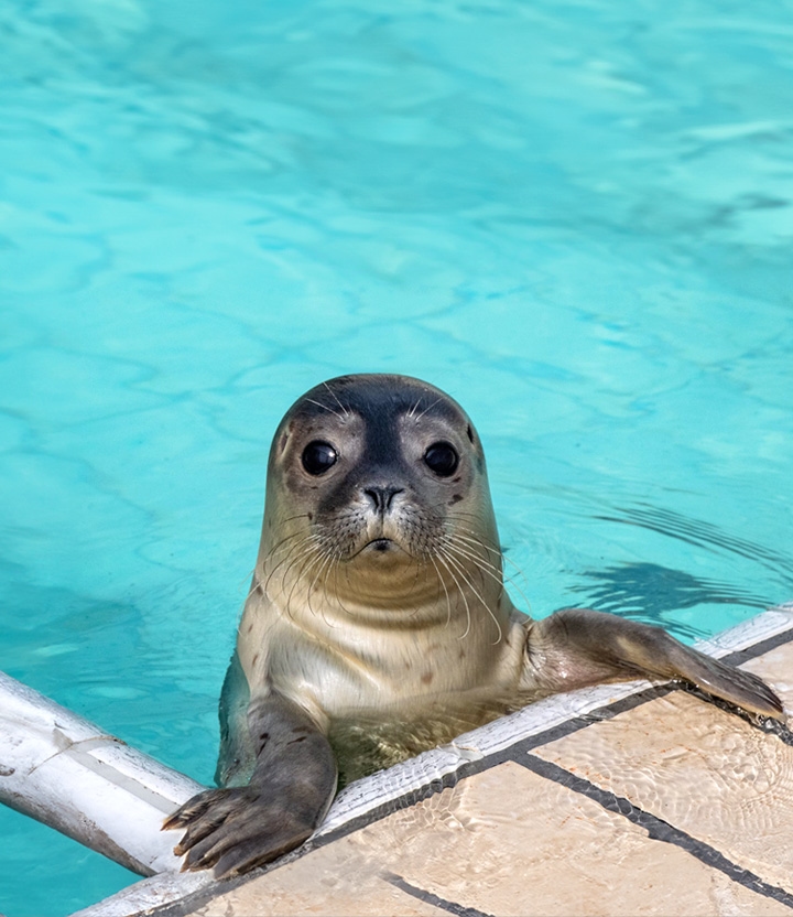Zeehondencentrum Pieterburen: spot zeehonden met korting via Social Deal