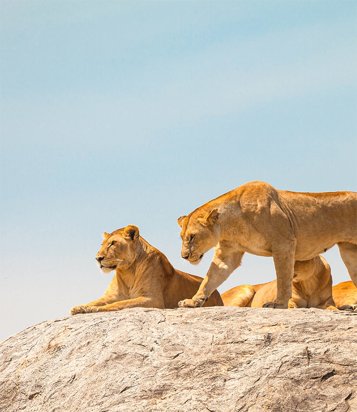 WILDLANDS Adventure Zoo Emmen: bezoek de dierentuin met korting via Social Deal